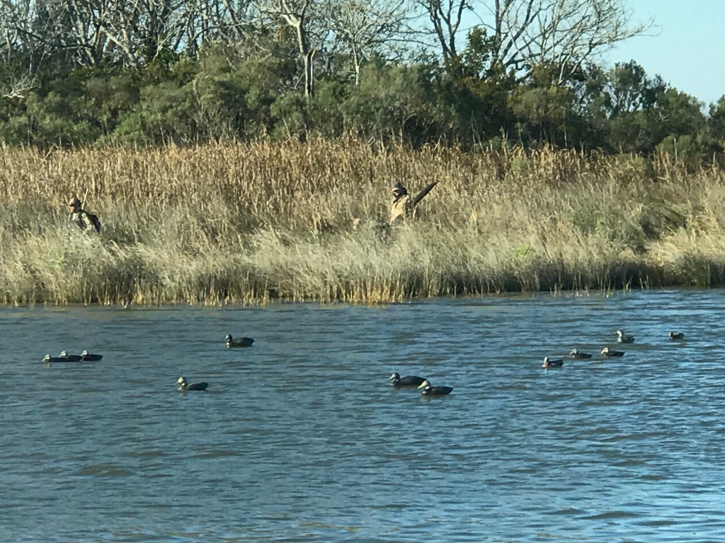 Duck Hunting with Decoys
